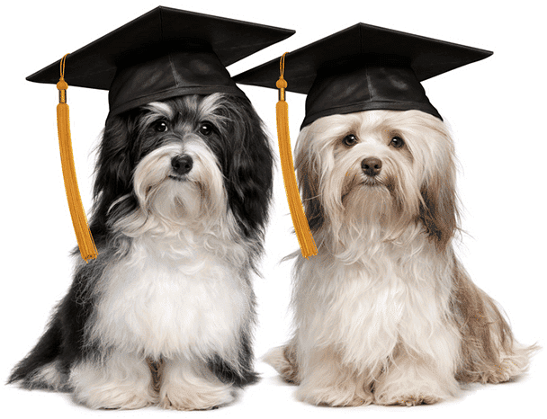 Small Dog Training 5 Training Your Puppy