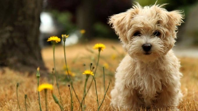 Small Mixed Breed Dogs Offer Great Big Love In Small Packages 9 small mixed breed dogs