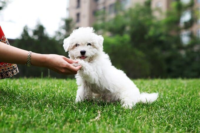 Small Dog Training 3 small dog academy