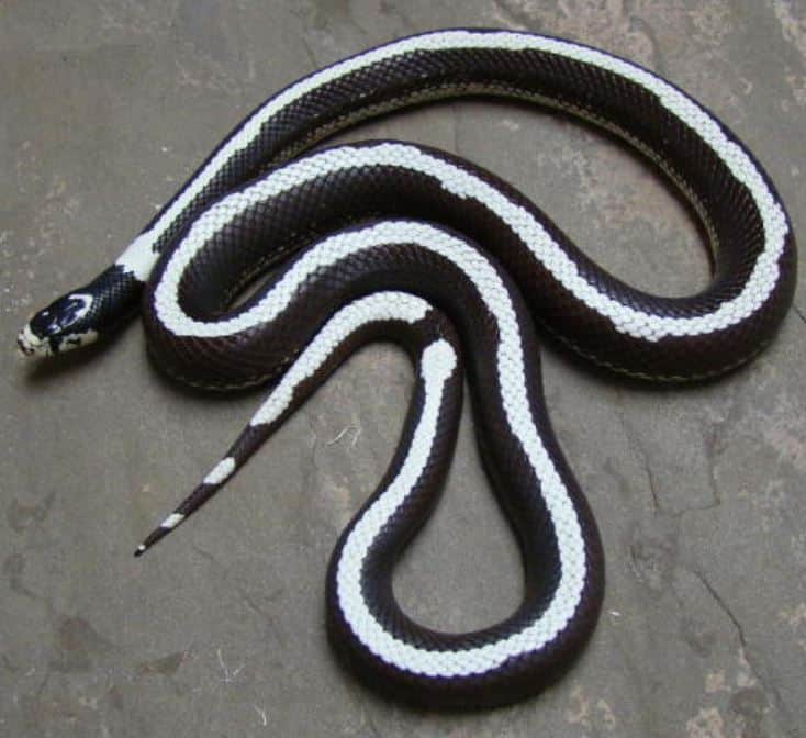 Can You Get Live Feeder Mice Shipped To Your Door Happy Serpent