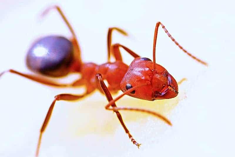 How To Get Rid Of Ants Naturally In Your House And Yard