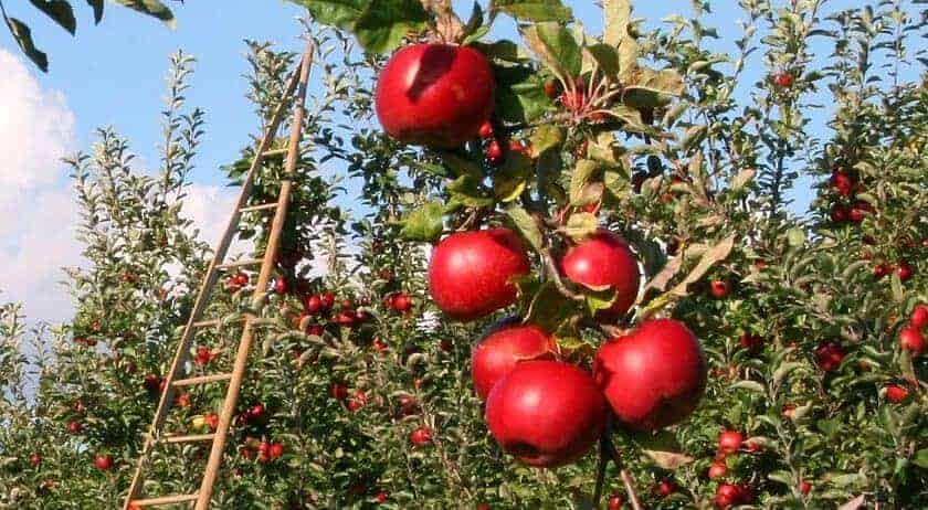 cropped-apple-1873078_1920-1.jpg