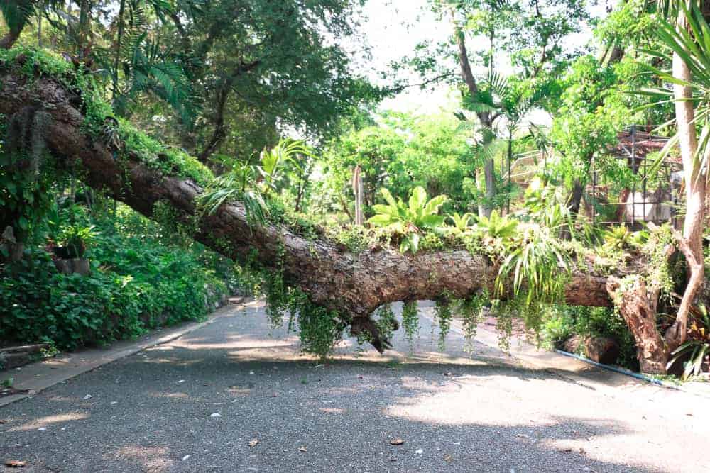 Road blocked by fallen tree Fallen tree across a road blocking your path forward