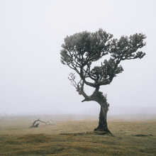 Franz Sussbauer, Laurel en Fanal