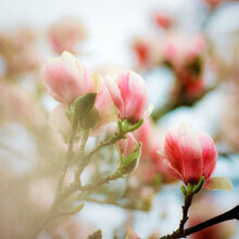 J. Daniel Hambre, Magnolia #7