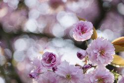 Nadja Jacke, Flores de cerezo
