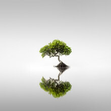 Ronny Behnert, Mangroves III