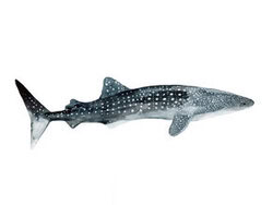Christina Wolff, Sea Life // Walhai