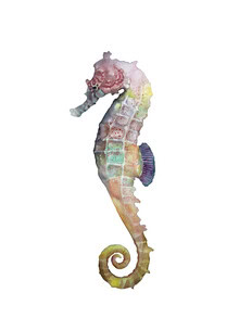 Christina Wolff, Sea Life // Seepferdchen