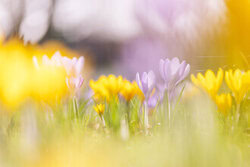 Nadja Jacke, Prairie fleurie de crocus