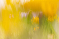 Nadja Jacke, Crocus caché