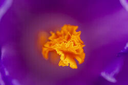 Nadja Jacke, Golden Stigma – Macro d'un crocus