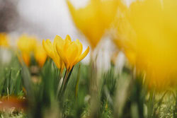 Nadja Jacke, Crocus en jaune