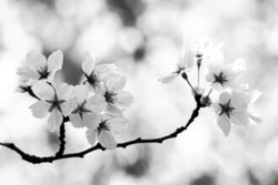 Manuela Deigert, Magie du printemps