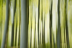 Nadja Jacke, La forêt en mouvement