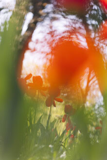 Nadja Jacke, Tulipes rouges derrière un flou doux