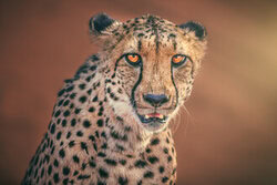 Jean Claude Castor, Namibia Portrait eines Geparden