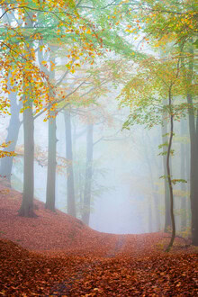 Martin Wasilewski, Waldweg im Nebel