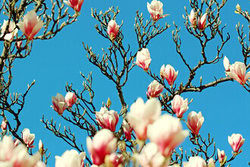 Manuela Deigert, Magnolia - Germania, Europa)