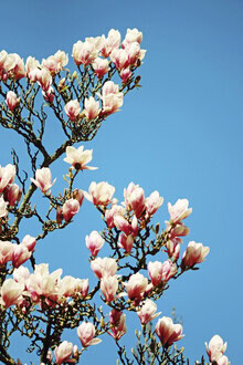 Manuela Deigert, De geur van de lente