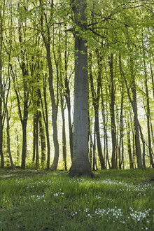 Nadja Jacke, Lentebos met vogelmuurbloesem en vers gebladerte