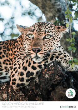 2026 South Africa Wildlife Calendar – captivating wildlife photography by Lea Milde from savannah and bush