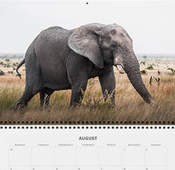 Horizontal planner 2026 with wildlife photography from South Africa – elephants, leopards, and baby cheetahs – sustainable calendar with space for notes
