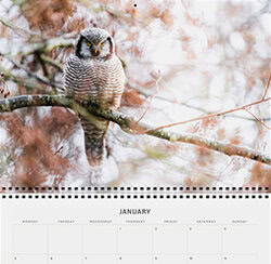 Silent Wings owl planner 2026 with wildlife photography – sustainable fold-out organizer with space for notes and appointments.