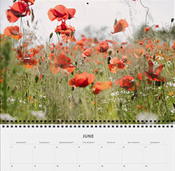 Wildflower Dreams Klappkalender und Terminplaner 2026 mit schönen Wildblumenfotos von Nadja Jacke
