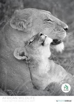 African Wildlife Calendar & Planner 2027 with black & white animal portraits by Dennis Wehrmann – sustainable gift for wildlife lovers