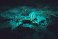 Close-up of a dark nettle plant showcasing soft green tones