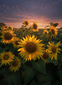 Photo art by Patrick Noack: sunflower field under an evening sky