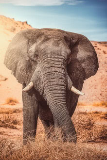 Jean Claude Castor, Namibia Damaraland Wüstenelefanten Bulle - Namibia, Africa)
