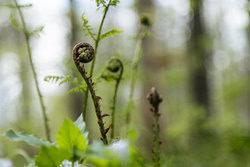 Nadja Jacke, Fern roll