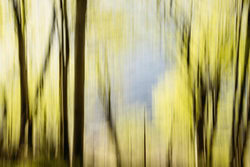 Nadja Jacke, blurred spring forest in Quellental