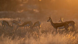 Dennis Wehrmann, Kalahari Dreaming I - Botswana, Africa)