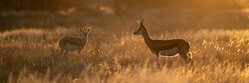 Dennis Wehrmann, Kalahari Dreaming II - Botswana, Africa)