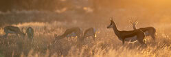 Dennis Wehrmann, Kalahari Dreaming III - Botswana, Africa)