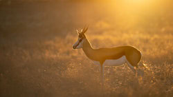 Dennis Wehrmann, Kalahari Dreaming V - Botswana, Africa)