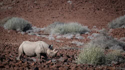 Dennis Wehrmann, black rhino palmwag concession I