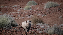 Dennis Wehrmann, black rhino palmwag concession II