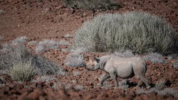 Dennis Wehrmann, black rhino palmwag concession III