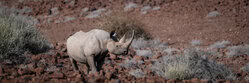 Dennis Wehrmann, black rhino palmwag concession V - Namibia, Afrika)