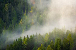 Martin Wasilewski, Nebelwald in Tirol - Österreich, Europa)