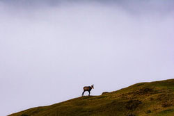 Martin Wasilewski, Gams im Nebel - Österreich, Europa)