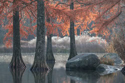 Roswitha Schleicher-Schwarz, water cypresses in autumn - Germany, Europe)