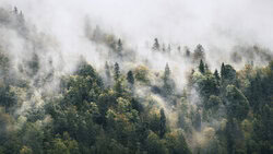 Tillmann Konrad, Breathing forest #1 - Germany, Europe)