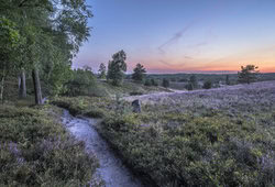 Patrice Von Collani, Lüneburg Heath