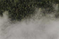 Lina Jakobi, Foggy Forest