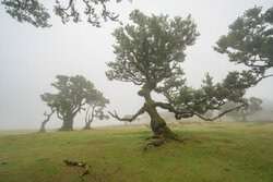 Michael Valjak, Witch tree of Fanal on Madeira